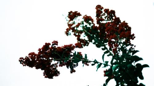 Red Flower 01_fx